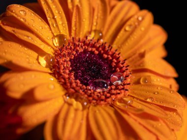 Calendula. Çiçekler içinde iki damla su olan yakın çekim makrosu.