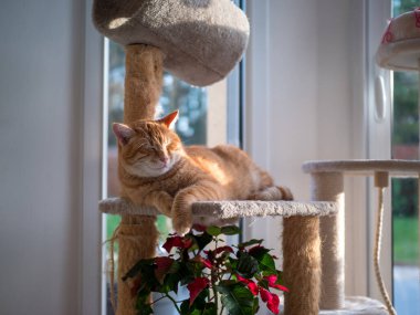 Kızıl kedi evinde dinleniyor, dinleniyor.