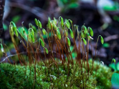Polytrichum komünü Sporophyte Calyptra mikroskobik yosun. Çiçek makro arka plan makrosu.
