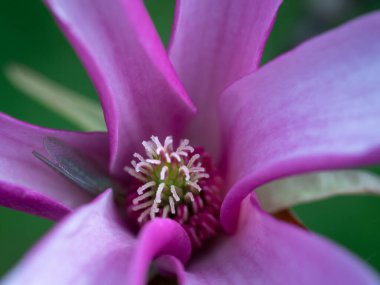 Pembe manolya makro fotoğrafı. Yakın çekim.