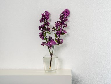 Leylak bitkisi çalısı ve mor kızılötesi, soluk, yaşlı, şeffaf bir tencerede beyaz bir arka planda duruyor.