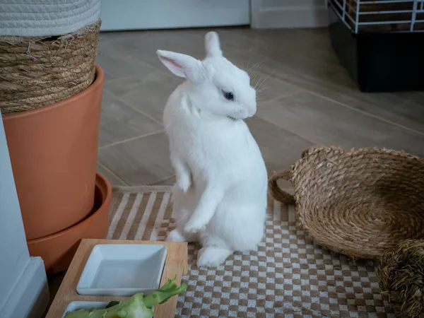 Kleines Haustier Weißes Kaninchen Das Tägliche Leben — Stockfoto