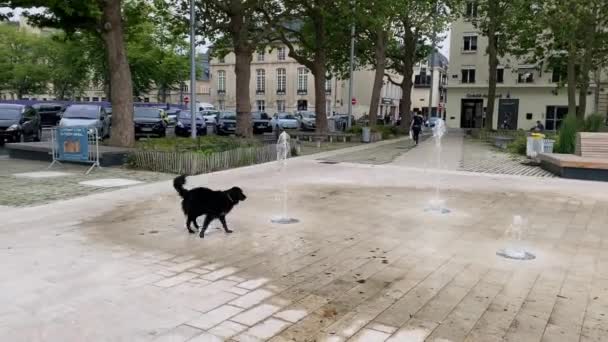 Caen Frankreich Juni 2021 Happy Black Dog Springt Sprudelndem Wasser — Stockvideo