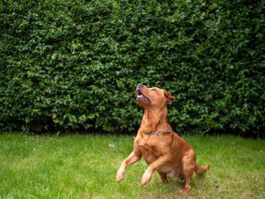 Saf Labrador Retriever köpeği atlamadan önce çalışma hattından çıkmış.