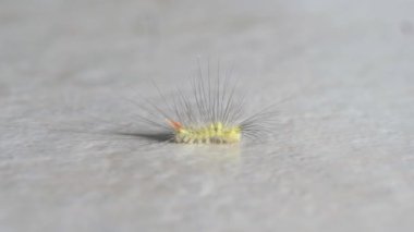 Aydınlık zeminde sürünen sarı bir tırtılın yakın çekimi. Macro 4k 'yi vurdu.