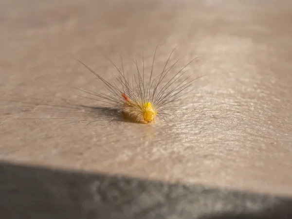 Close Yellow Caterpillar Crawling Light Ground Macro Shot — Stock Photo, Image