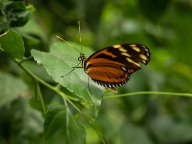 Kanatları açık bir kelebeğin makro yakın çekimi. Amerika 'dan gelen renkli ve güzel bir tropikal böcek türü.