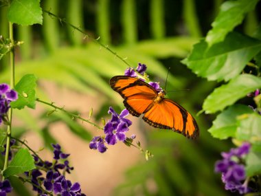 Kanatları açık bir kelebeğin makro yakın çekimi. Amerika 'dan gelen renkli ve güzel bir tropikal böcek türü.