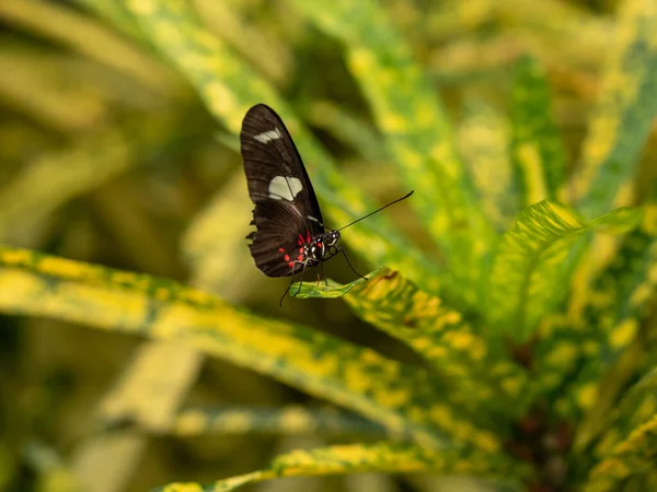 Kanatları Açık Bir Kelebeğin Makro Yakın Çekimi Amerika Dan Gelen — Stok fotoğraf