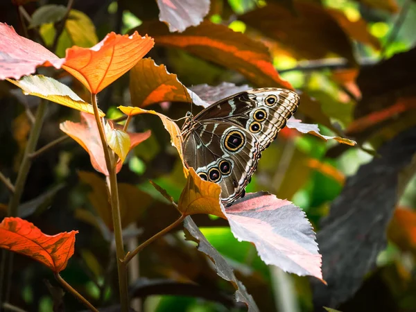 Ett Makro Närbild Fjäril Med Spridda Vingar Färgstark Och Vacker — Stockfoto