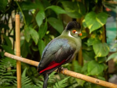 Turako güzel bir Afrika kuşudur.