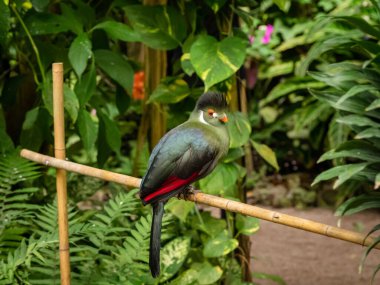 Turako güzel bir Afrika kuşudur.