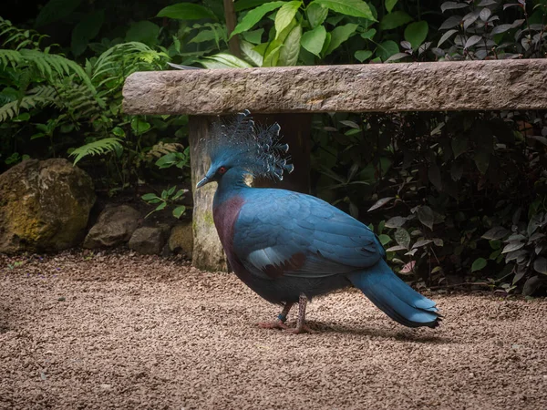 Krönt Duva Vacker Fågel Parken — Stockfoto