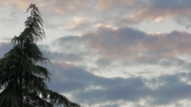 Gökyüzü ve hareket eden bulutlar gün batımında yeşil bir ağacın arka planına doğru hızla ilerliyorlar. Zaman aşımı 4k