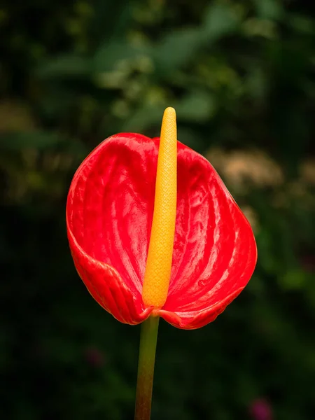 Bulanık Bir Arka Plan Tarafından Çerçevelenmiş Taze Kırmızı Bir Anthurium — Stok fotoğraf