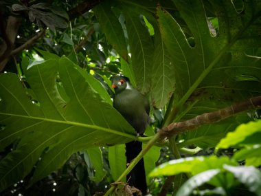 Hartlaub turakosu (Tauraco hartlaubi), Musophagidae familyasından bir kuş türü. Kenya, Tanzanya ve Uganda 'da bulunur..