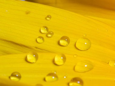 Ayçiçeğinin üzerine çiy damlaları düşer, makro fotoğraf.