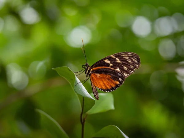 Ett Makro Närbild Fjäril Med Spridda Vingar Färgstark Och Vacker — Stockfoto