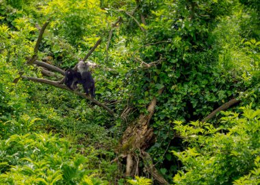 Kızıl Ibis Egzotik Kuş Doğal Yaşam Alanında