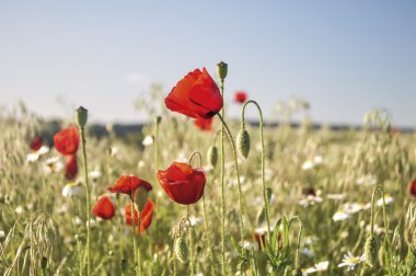 haşhaş alanında - 1