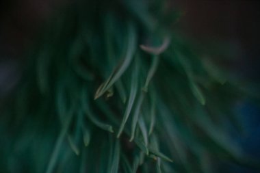 Noel ağacının iğnelerinin makro fotoğrafı