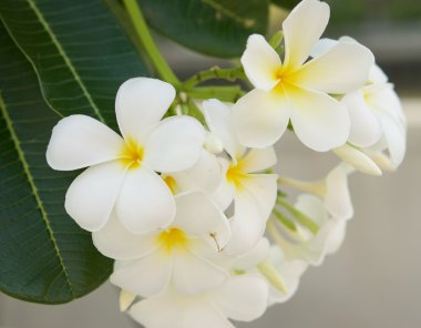 Güzel beyaz Frangipani küme