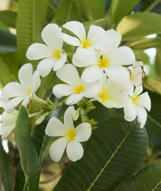 Plumeria çiçeği ağaç üzerinde