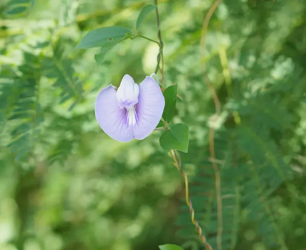 Feijão de flor roxa no fundo brilhante — Fotografia de Stock