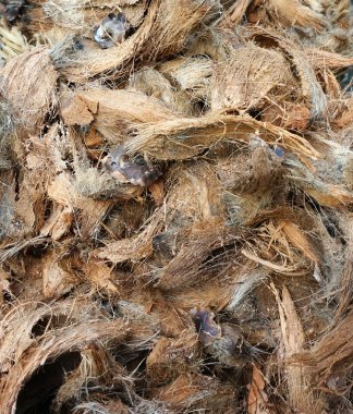 Kurutulmuş yen Hindistan cevizi