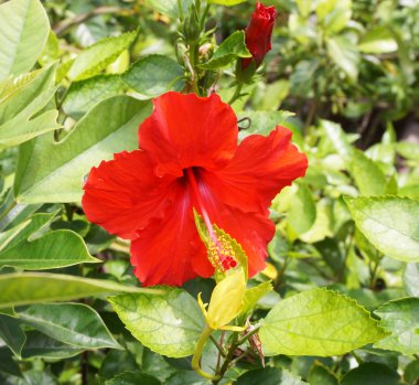 Hibiscus rosasinensis hibrid 