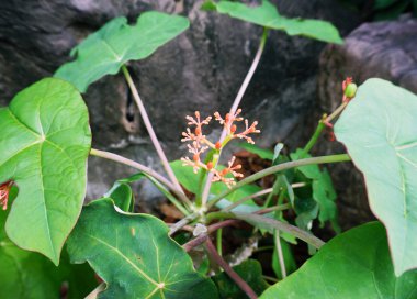 Jatropha podagrica kanca