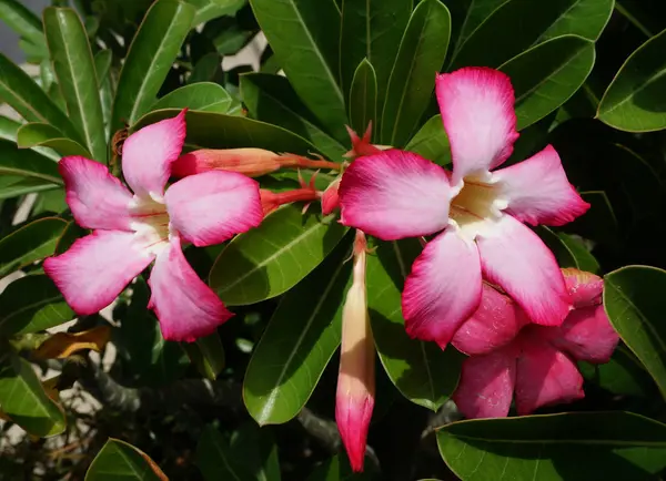 Adenium bloom flowers — Stock Photo, Image