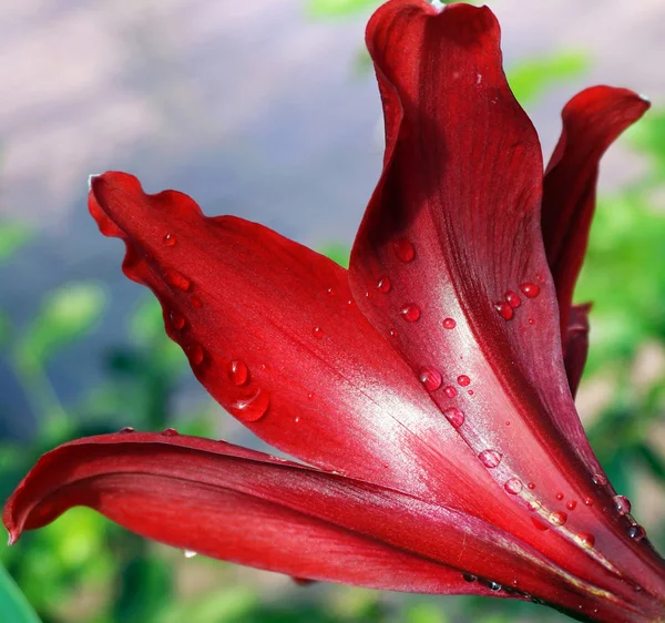 Wunderschöne Blüten der Amaryllis-Blume — Stockfoto