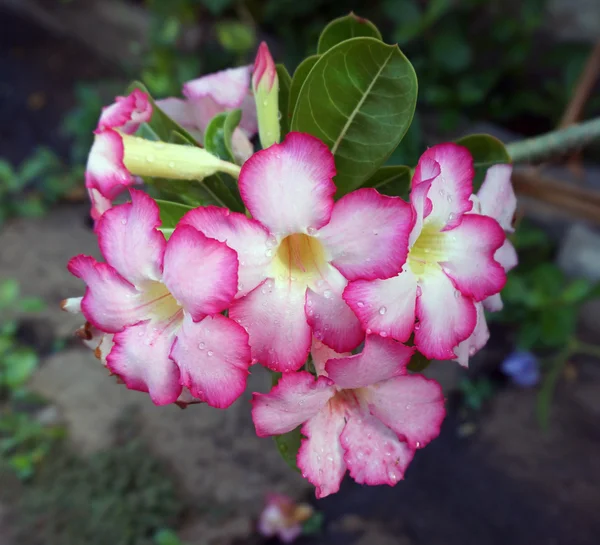 사막 꽃, adenium obesum — 스톡 사진