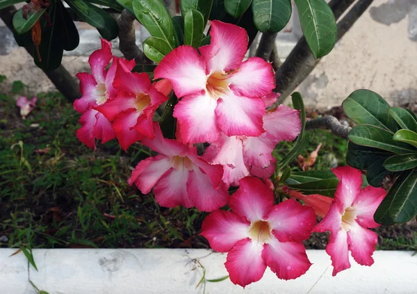 Çöl çiçeği, adenium obesum — Stok fotoğraf