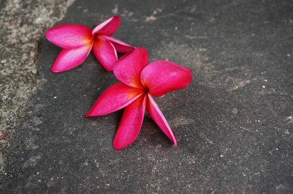 Flower falling on the ground — Stock Photo, Image