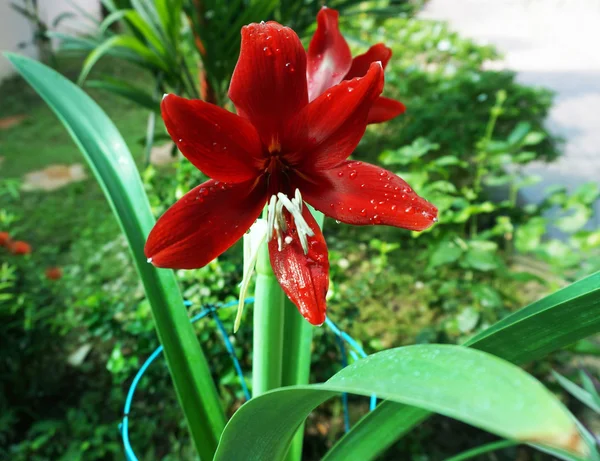 Hippeastrum piena fioritura — Foto Stock