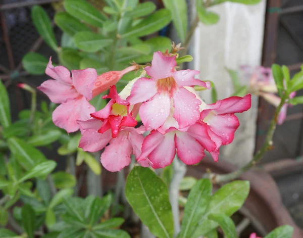 Fleur rose du désert, adénium obesum — Photo