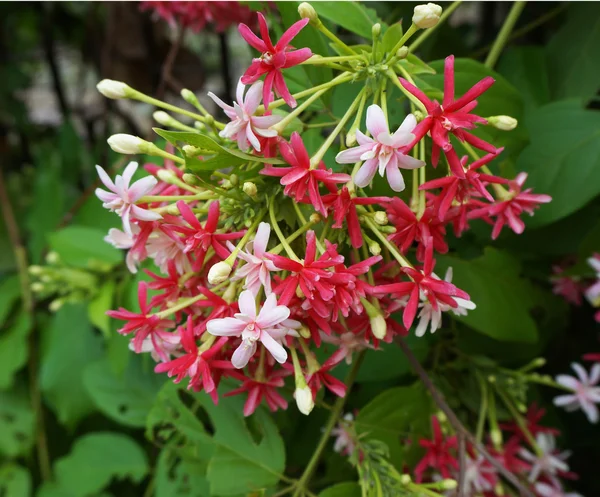 Pink Bouquet of Quisqualis Indica flower