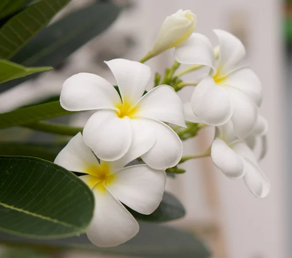 Pedilanthus bracteatus in Thailand — Stock Photo, Image