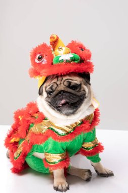Mutlu köpek pug cinsi Çin Yeni Yıl Aslan dansı kostümlü Mutlu ve şanslı yıl için