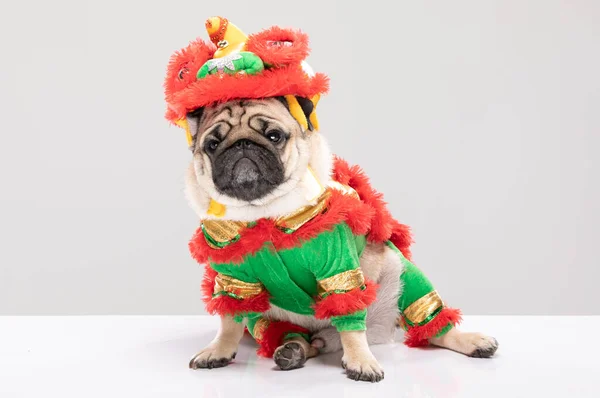 Happy Dog Pug Breed Chinese New Year Lion Dance Costume — Stock Photo, Image