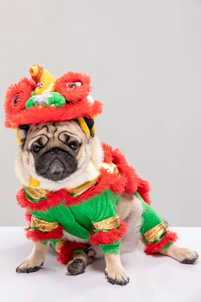 Glückliche Hunderasse Chinesischen Neujahrs Löwe Tanzkostüm Für Ein Glückliches Und — Stockfoto