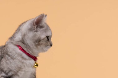 Bej arka planda şirin İskoç kedisinin portresi