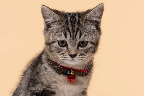 Retrato Bonito Jovem Gato Escocês Raça Fundo Bege — Fotografia de Stock