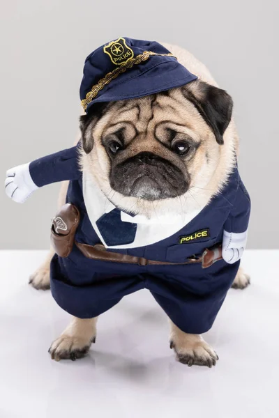 Niedlichen Polizeihund Happy Dog Mops Rasse Polizei Uniform Stehen Auf — Stockfoto