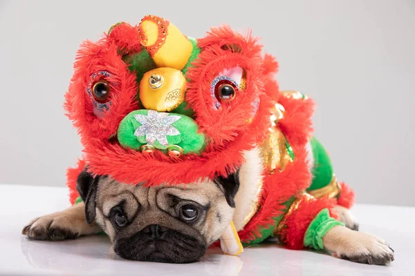 Happy dog pug breed in Chinese New Year Lion dance costume for Happy and lucky year