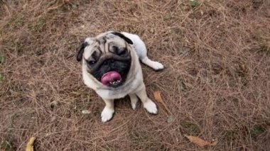 Mutlu köpek yavrusu Çam ormanında oturur ve gülümser.