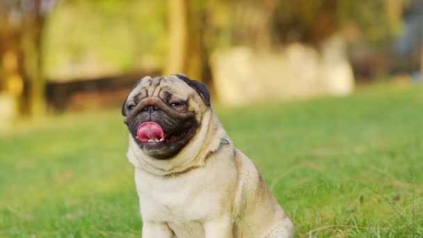 庭の緑の芝生の上に横たわる面白い顔をした幸せな犬のパグの品種の笑顔 純血犬の健康なコンセプト — ストック動画