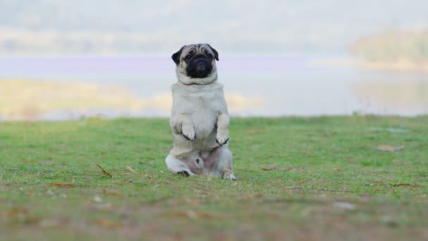 Feliz Lindo Perro Pug Crianza Sonrisa Con Divertido Rostro Sentado — Vídeos de Stock